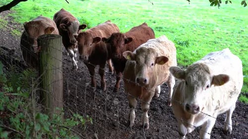 Rangée de bovins charolais se reposant et paissant dans un pâturage près du parc forestier de Ravensdale, comté de Louth, Irlande