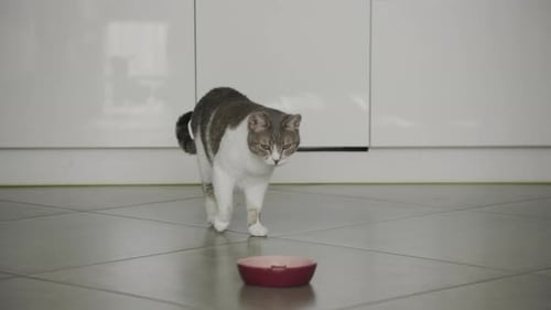 Cat Approaching and Eating Food From Bowl