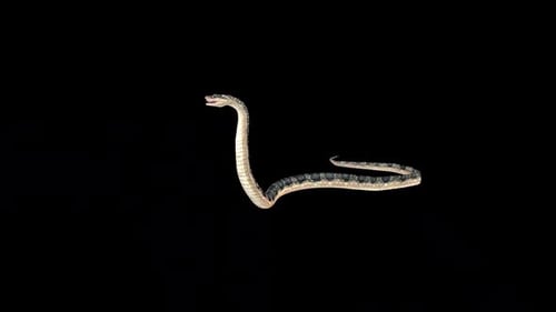 Realistic 3D Snake Coiling and Striking Animation