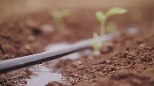 Macro Shot of Precision Drip Irrigation Watering Young Green Seedlings in a Field