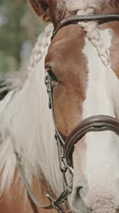 Primer plano de caballo con melena trenzada al aire libre