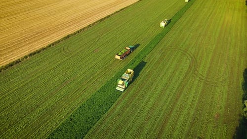 Farmers in Combine Harvesters and Tractor with Trailer in Action on Industrial String Beans Farm