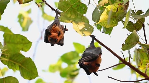 Flying Foxes, Pteropus lyleior; einer schaut nach unten, während der andere still hängt und die Ohren auf gerade bewegt