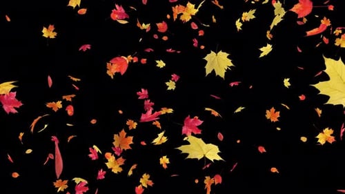 Maple Fall on Alpha Loop 4K