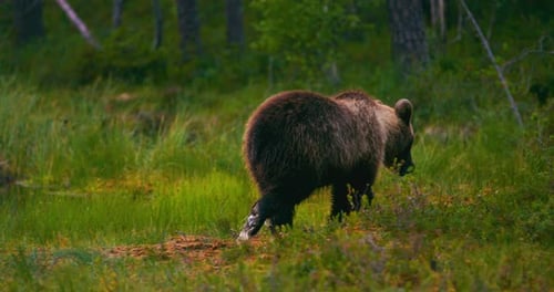 Young Brown Bear Walking Free in the Forest Looking for Food