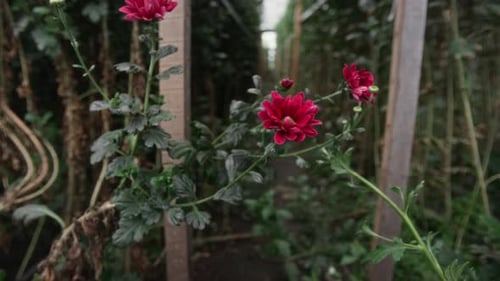 Flor de crisântemo vermelho em estufa
