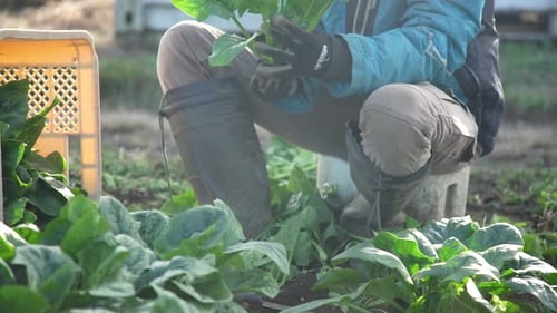 Man harvesting spinach
