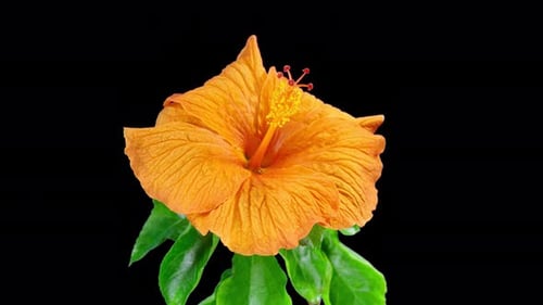 Hibiscus Flower Blooming on Black Background Time Lapse