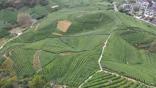 Tea plantation in mountain