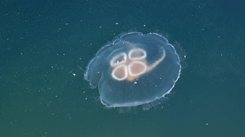 Video: Farbenfrohe Quallen, die unter Wasser schwimmen, spektakuläre Aussicht, Tiefseetauchen, Reiseziel