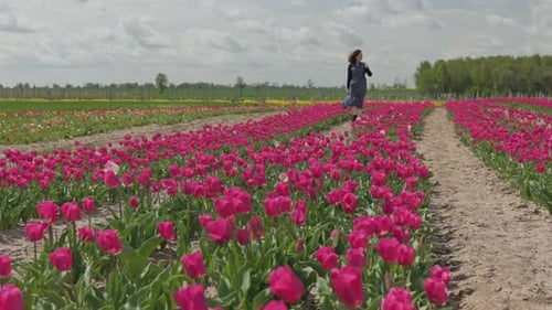 Female Woman in Dark Dress Walking in Red Pink Colorful Tulip Field Daytime Wind