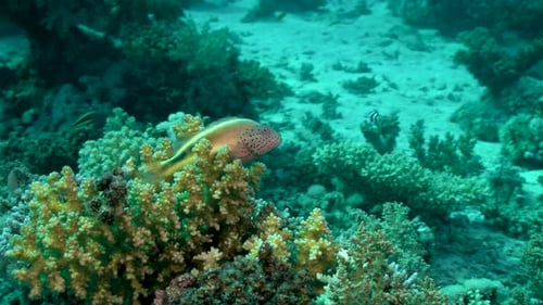 Tropical Coral Reefs With A Small Freckled Hawkfish. - Underwater, Orbiting Shot