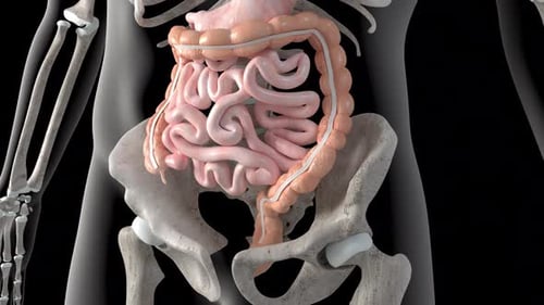 3D Animation of Colonoscopy Procedure in Human Large Intestine