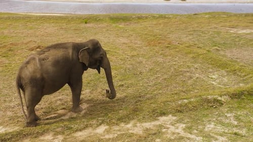 Elephant in a Nature Reserve in Sri Lanka