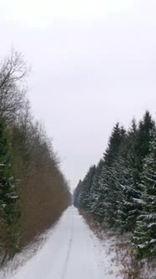 Winter landscape. Young coniferous tree near the snowy road.