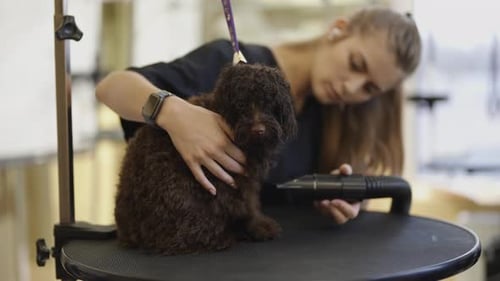 Woman Dries Dog with Blower in Grooming Salon