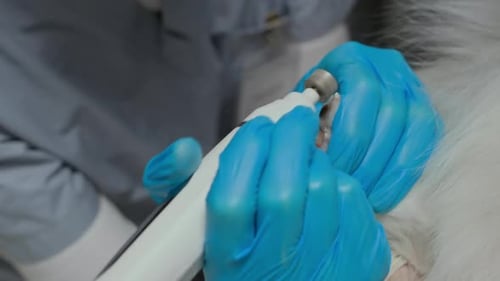 Le vétérinaire prend soin des ongles des chiens lors de l'examen