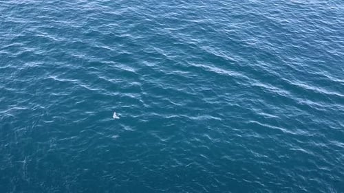 white seagull bird fly above blue deep ocean water