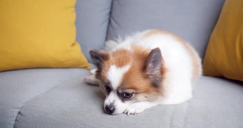 Cute Dog Relaxing on Couch at Home