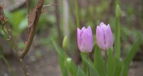 Beautiful nature footage of purple tulips, green background