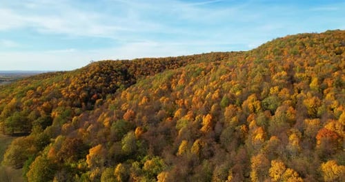 Autumn Forest Aerial View Drone Flies Over Colorful Trees in the Autumn Season