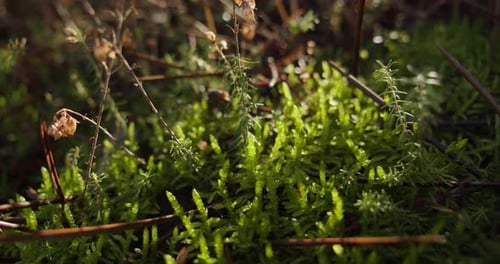 Slow slider backwards shot of undergrowth in forest. Close up