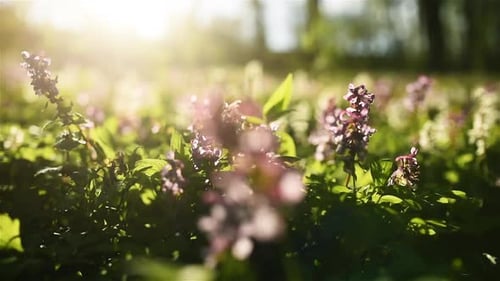 Close up focused view of green grass and flowers in bloom. Summertime bloom