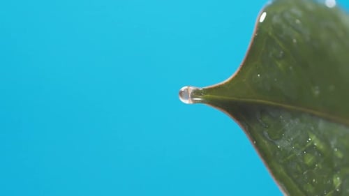 Vertical of Drops of water drip from the green leaves down on the blue background. Slow motion