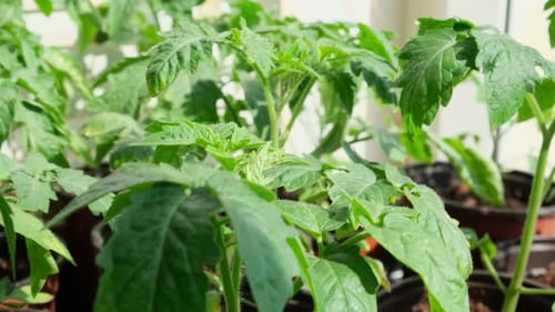 Tomato Seedlings Growing Indoors on Window Sill