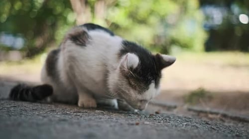 Gato callejero comiendo comida en la acera