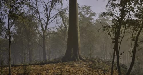 Majestic Tree Standing Tall in Serene Forest During Early Morning Light