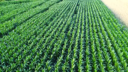 Corn field