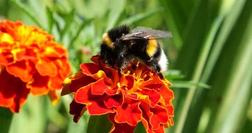 Bumble Bee on a Bright Red Flower