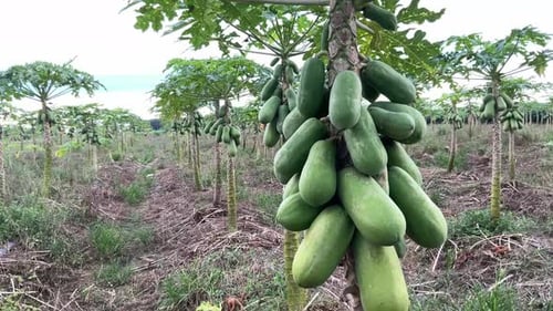 papaya fruit tree