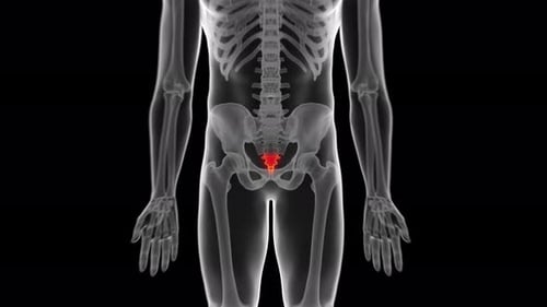 Highlighted sacrum bone in human skeletal system for medical education