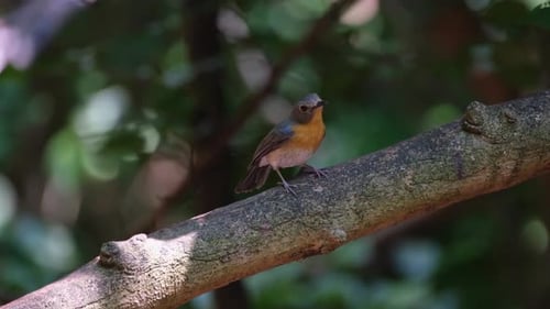 Perched on a large branch turns its head and then flies away, Hill Blue Flycatcher Cyornis whitei, T