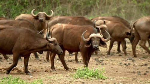 Large Group Of Cape Buffaloes At Serengeti National Park In Tanzania. Slow Motion