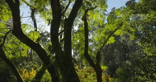 Sunlight Breaks Through Trees In Foliar Forest Summer Sunny Day Beautiful Landscape Bright Green