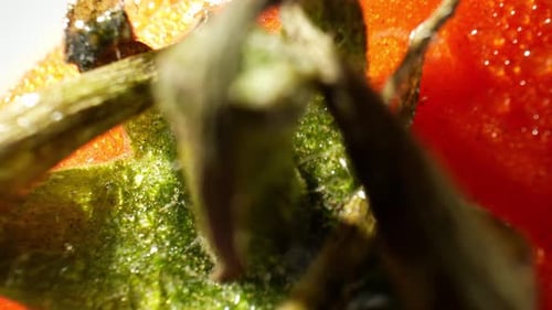 A macro video featuring a tomato with droplets of water