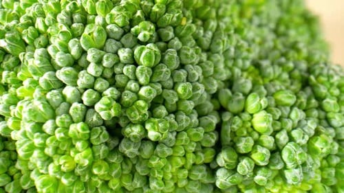 Bright Green Broccoli Florets in Detailed Close-Up