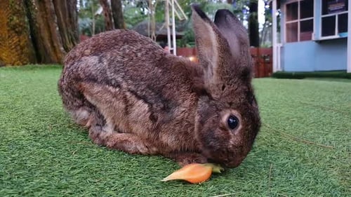 Cute little rabbits on green grass, brown little rabbit