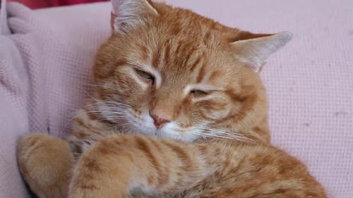 Overweight orange cat lying on the sofa. He is very sleepy