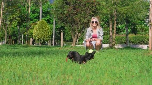 Girl plays with her toy terrier dog in park, she throws ball and dog runs
