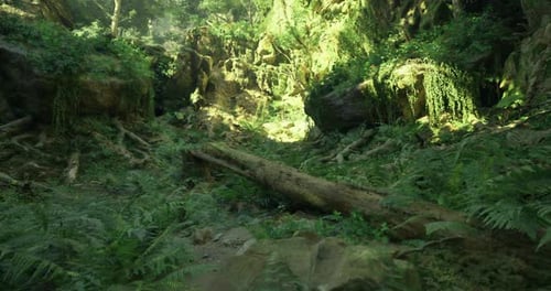 Lush Green Forest with Vibrant Foliage and Sunlight Filtering Through Trees