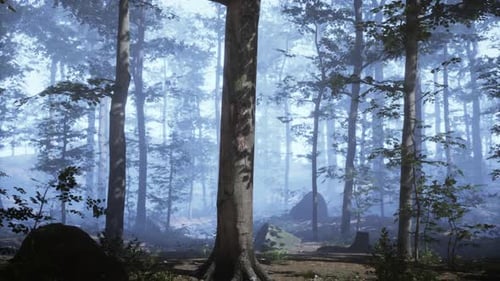 Beautiful Sunny Silhouetted Forest with Sunbeams Through Fog