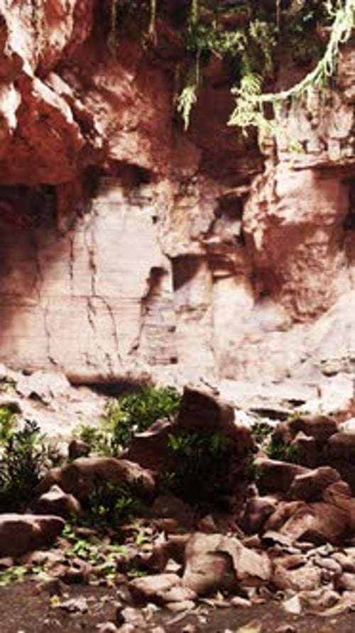 Rocky Area With Plants and Rocks