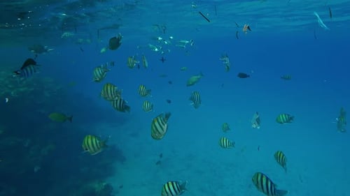 School of Five-banded Sergeant Major fish swim under blue water surface near coral reef