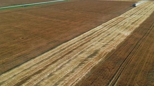 Different Agriculture Machines Harvesting Grain in Wheat Field, Aerial Footage.