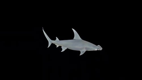 3D Animated Hammerhead Shark Swimming with Alpha Channel