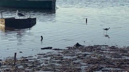 Scène côtière idyllique avec une mouette au sommet d'un vieux bateau de pêche. Une autre petite échasse ailée noire
